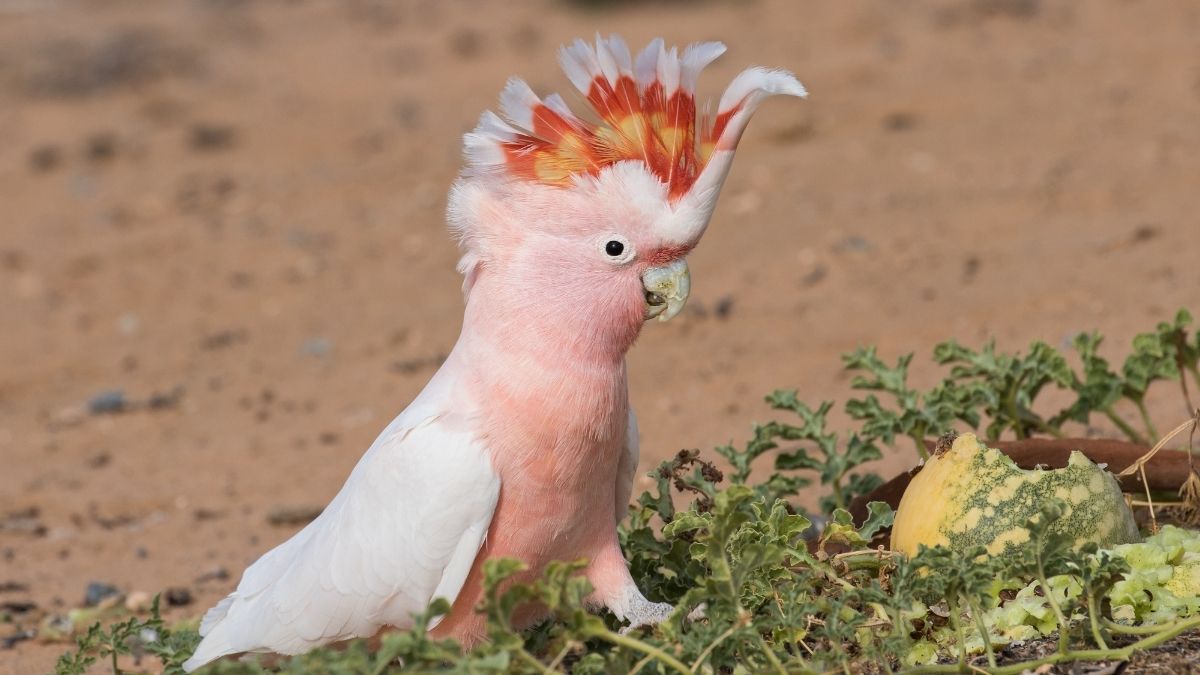 Which are the Top 5 Longest Living Birds on Earth?