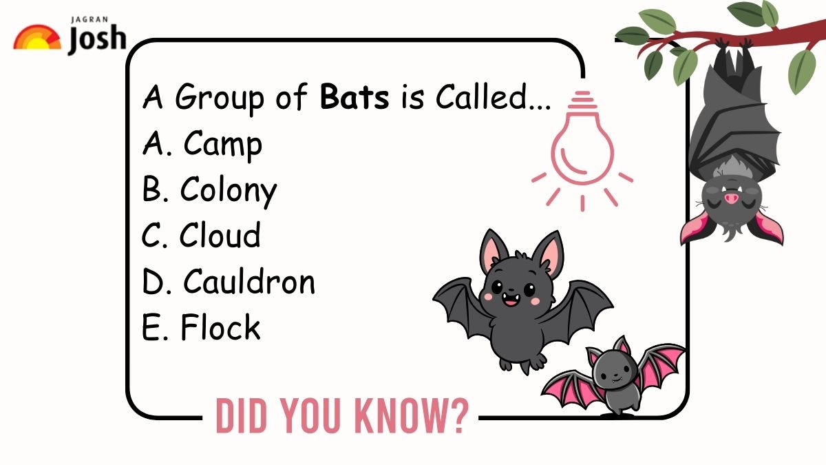 A group of bats is called