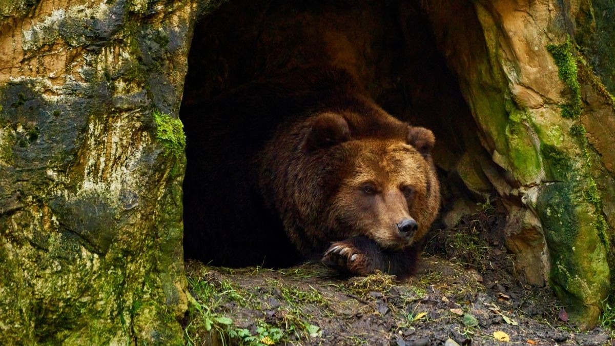 List of Top 7 Famous Animals that Hibernate in Winter for Survival