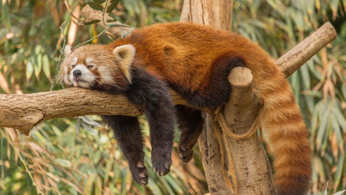 red panda