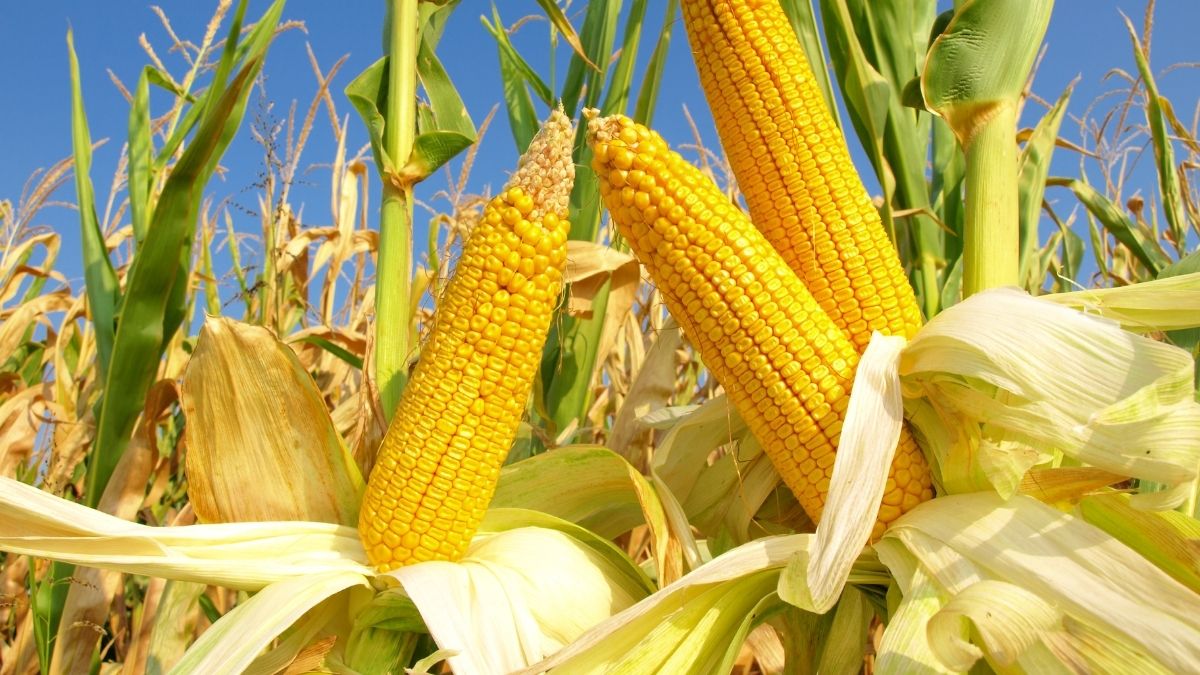 What is the Scientific Name of Corn?