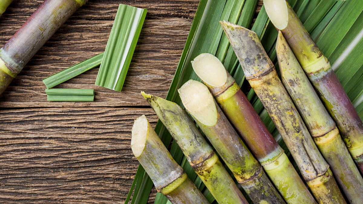 sugarcane producer