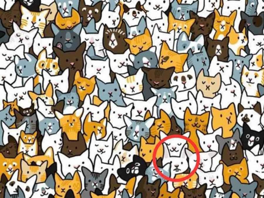 find-hidden-bunny-optical-illusion-answer