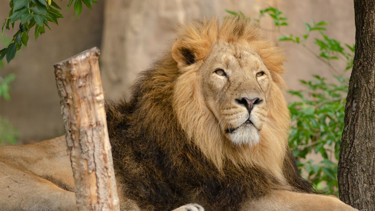 gir national park