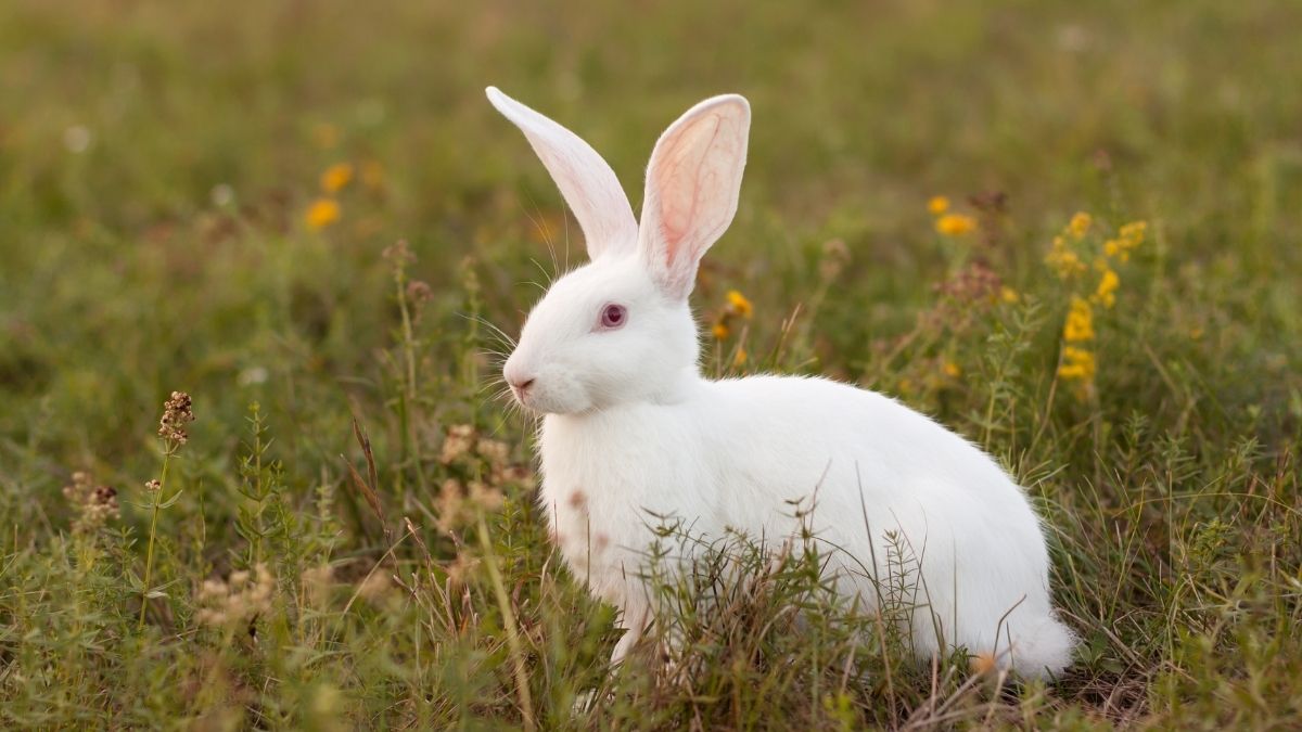 What is the Scientific Name of a Rabbit?