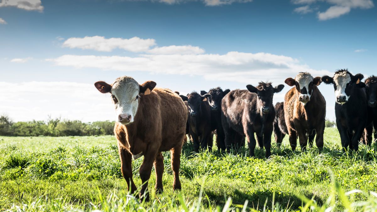 Which Country Has More Cows Than People?