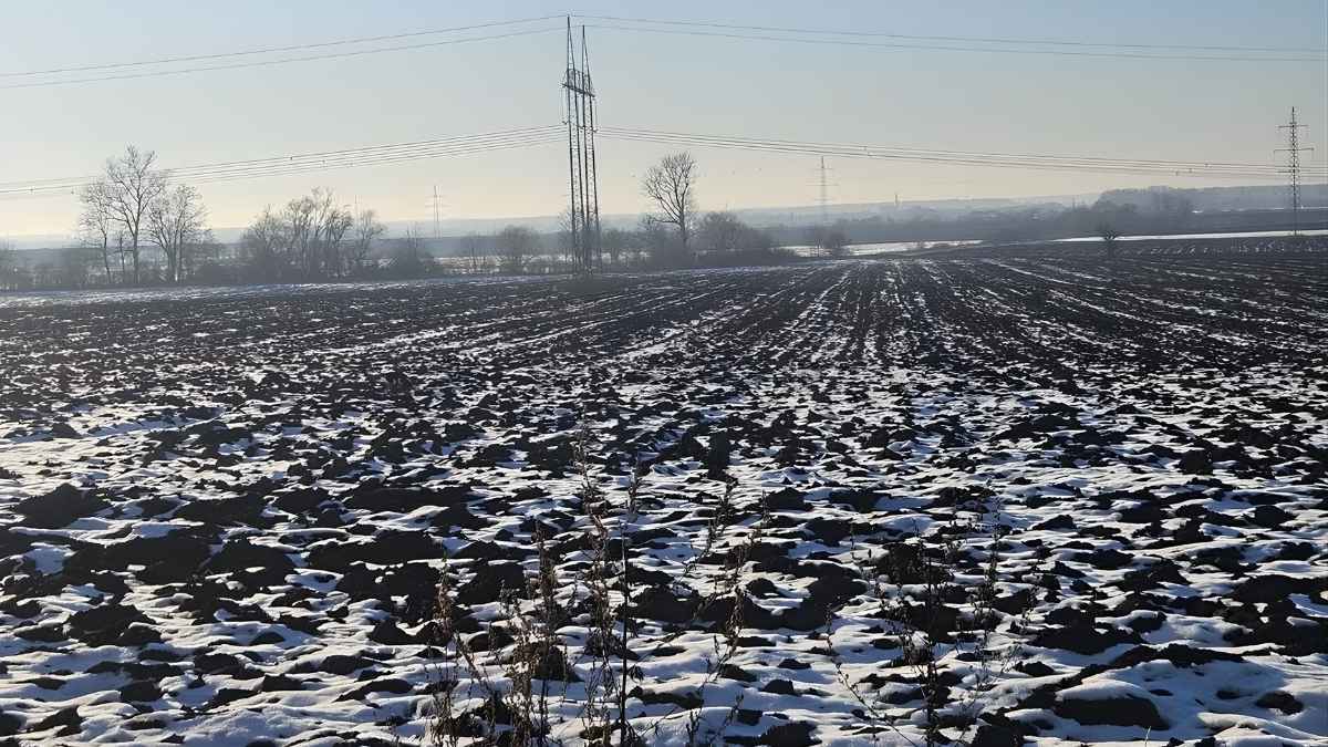 Can You Spot the Hidden Dog in this Open Agricultural Field within 13 Seconds?