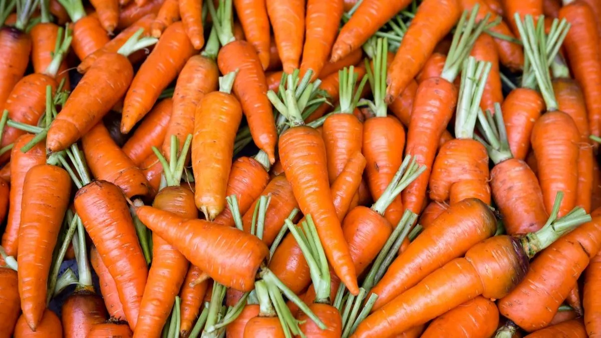 What is the Scientific Name of Carrot?
