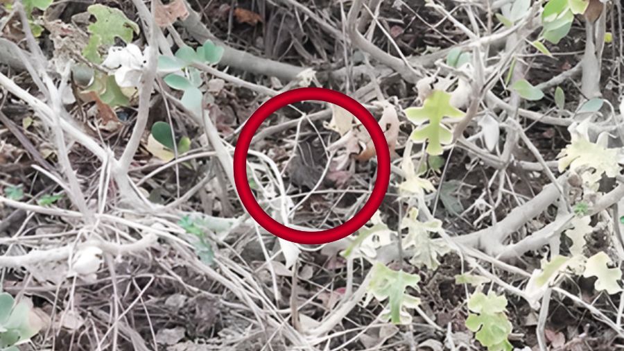 spot the hidden squirrel-solution