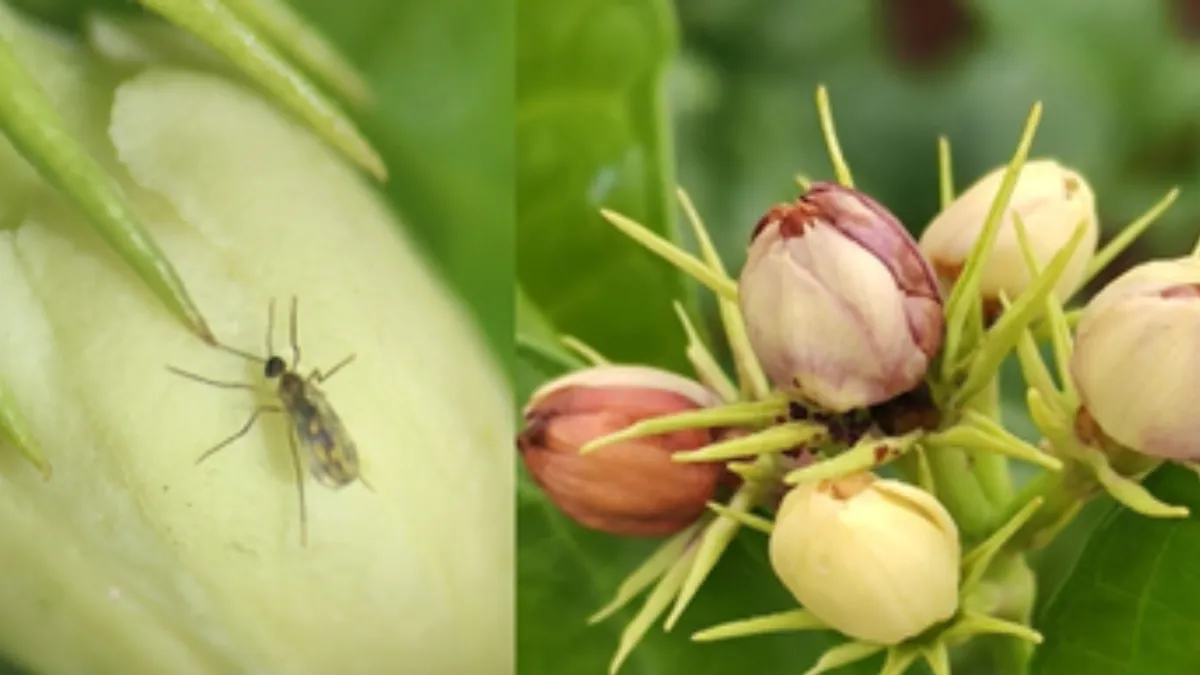 New Jasmine Blossom Midge Discovered in India