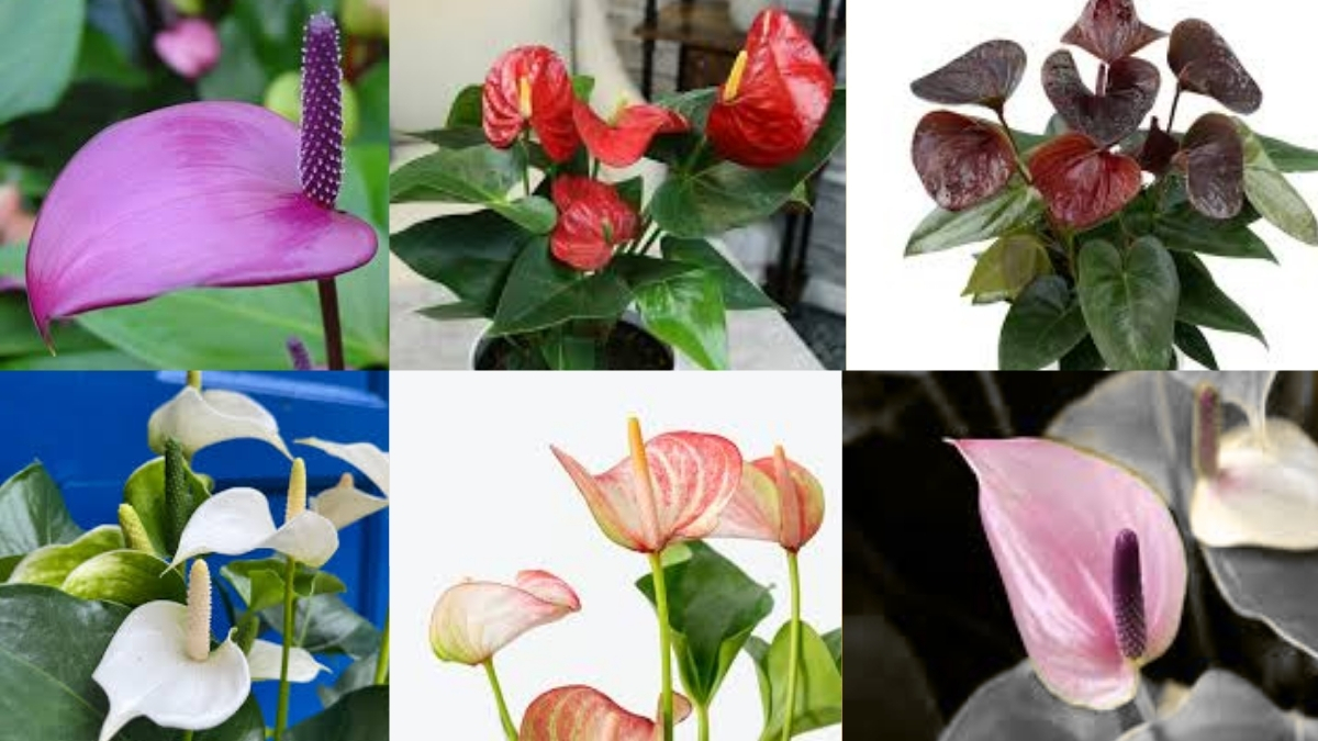 What are Anthurium Flowers? Mizoram Became the First State to Export