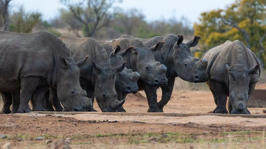 rhino