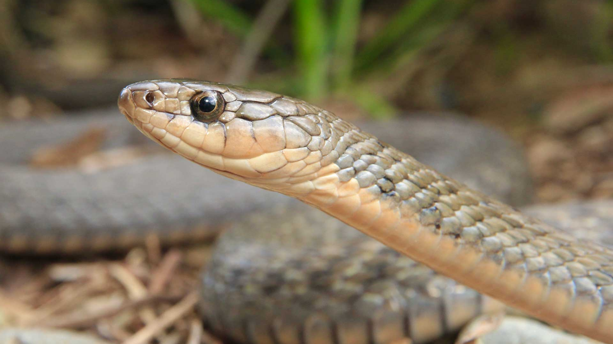 https://img.jagranjosh.com/images/2026/03/29/article/image/Keelback-Snake-1774785612414.png