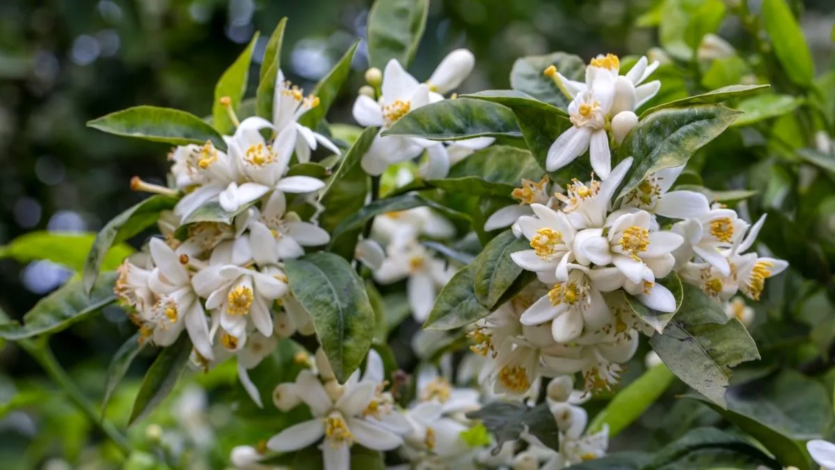 What is the State Flower of Florida?