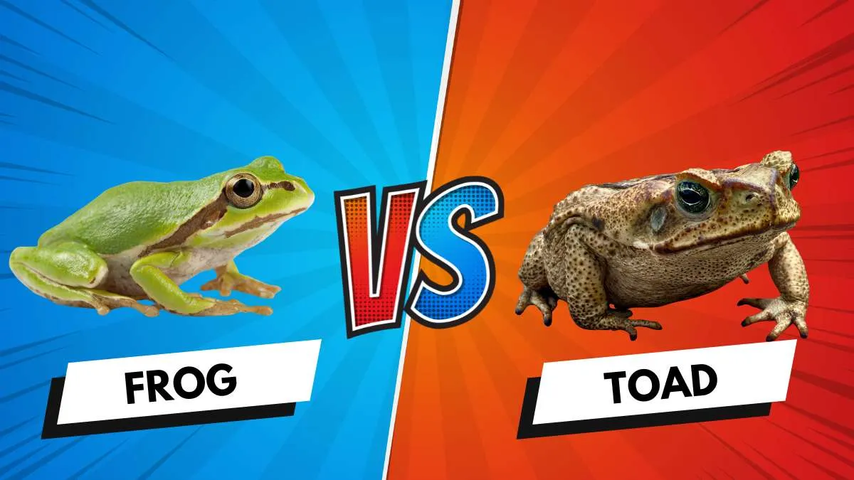 Frog vs Toad: Key Differences & Similarities Explained