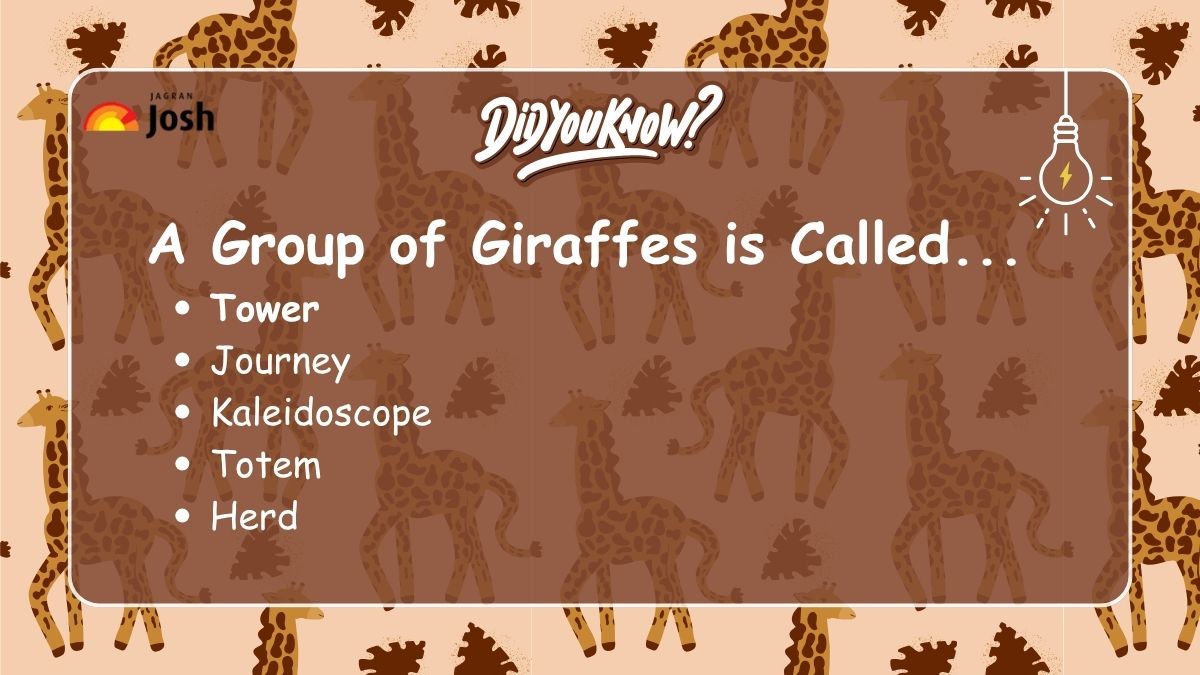A group of Giraffes is called