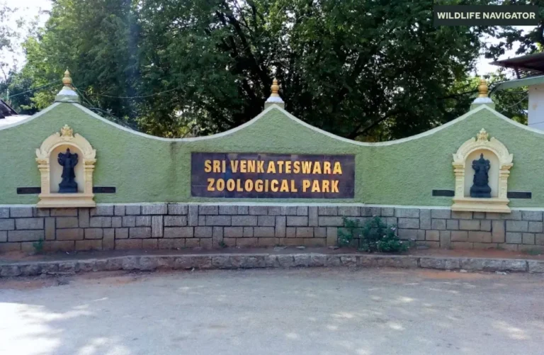 Sri-Venkateswara-Zoological-Park