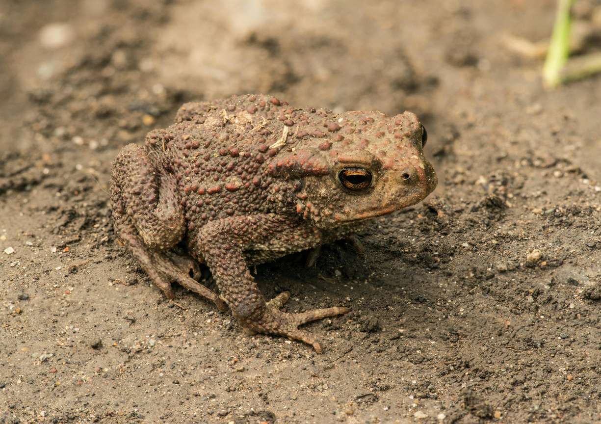 Frog vs Toad: Key Differences & Similarities Explained