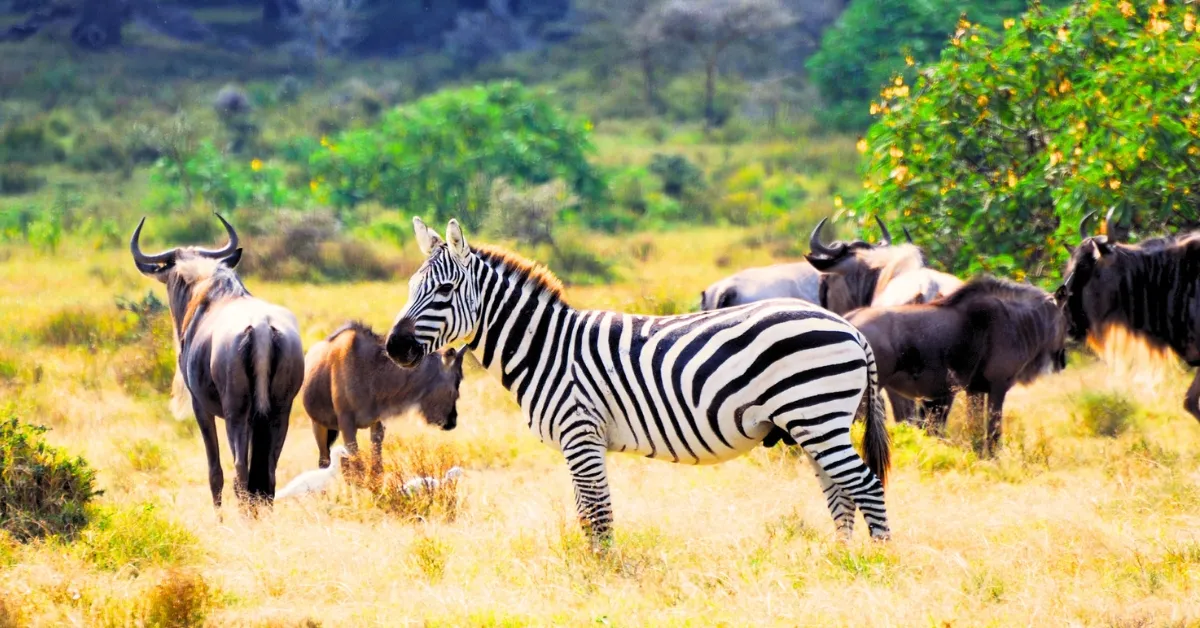 Which City Is Known As The Wildlife Capital Of the World?