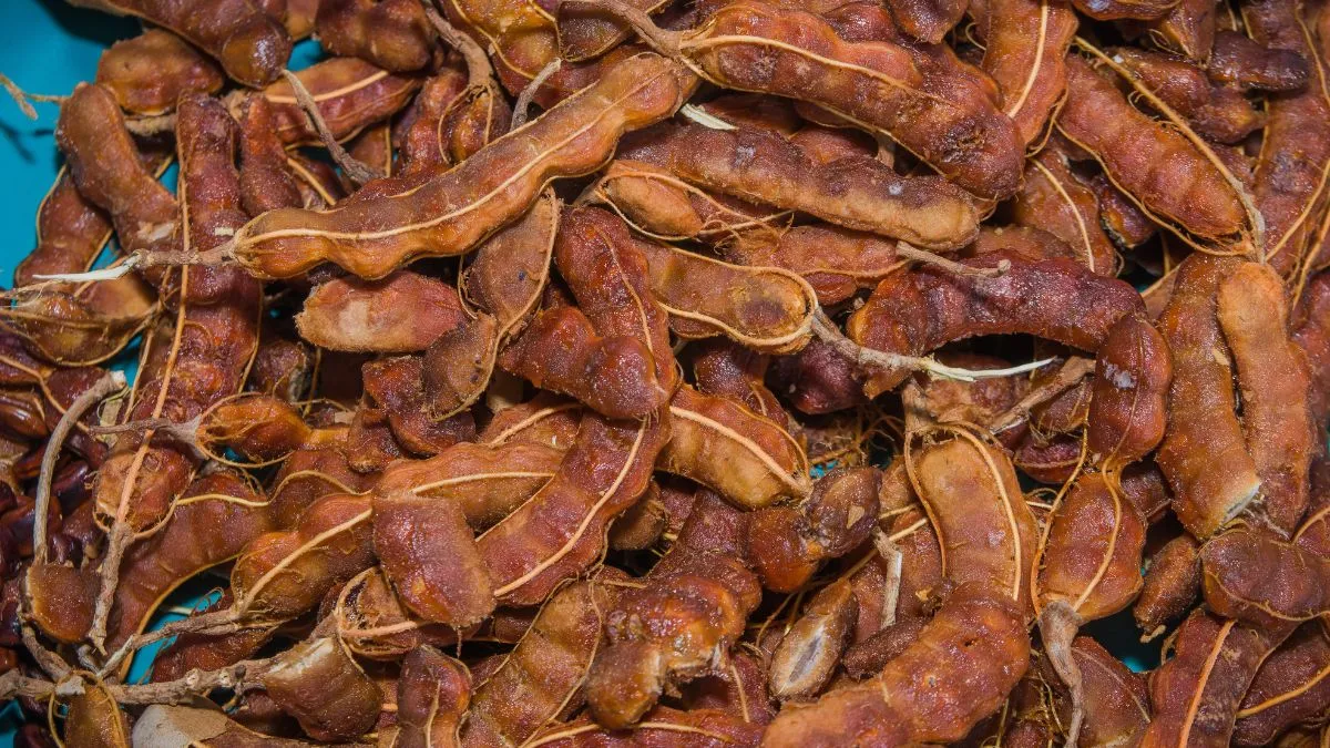Which State is the Largest Producer of Tamarind in India?