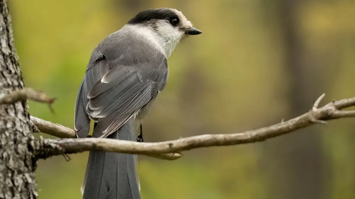 What is the National Bird of Canada?