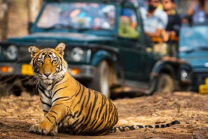 Which National Park Has the Highest Number of Tigers in India-3