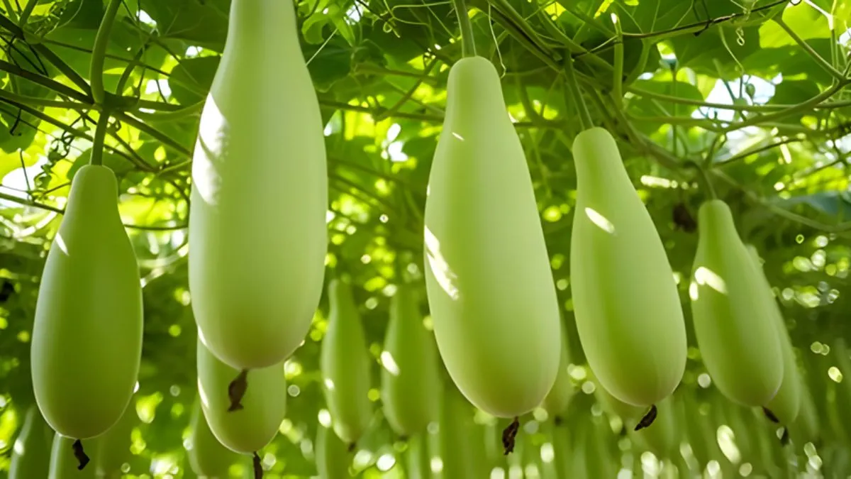 Which State is the Largest Producer of Bottle Gourd in India?