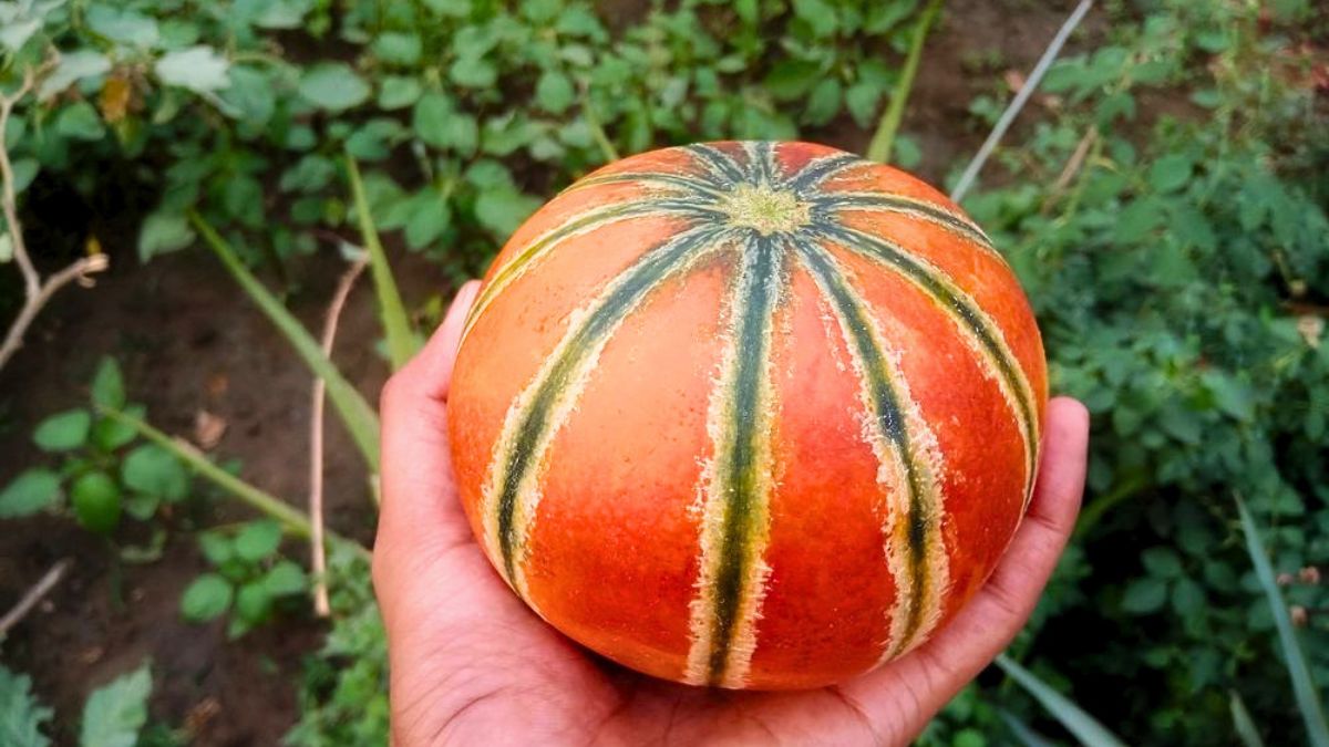what is muskmelon