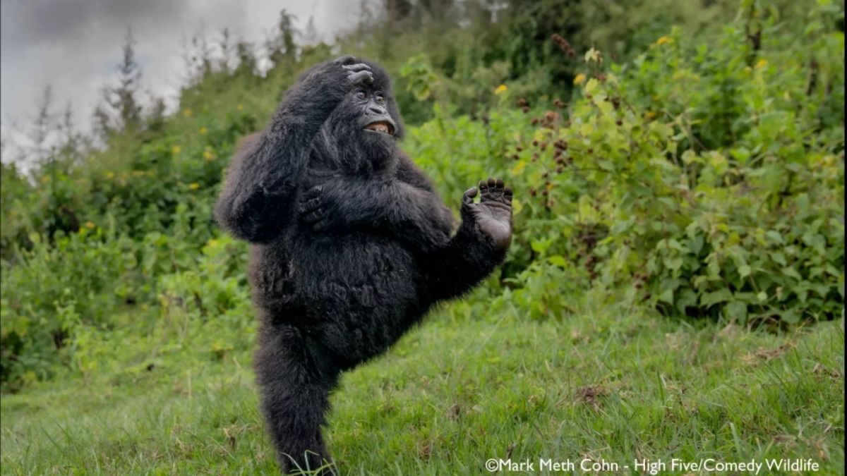 9 Funny Animal Photos From Comedy Wildlife Awards 2026 That Will Make 