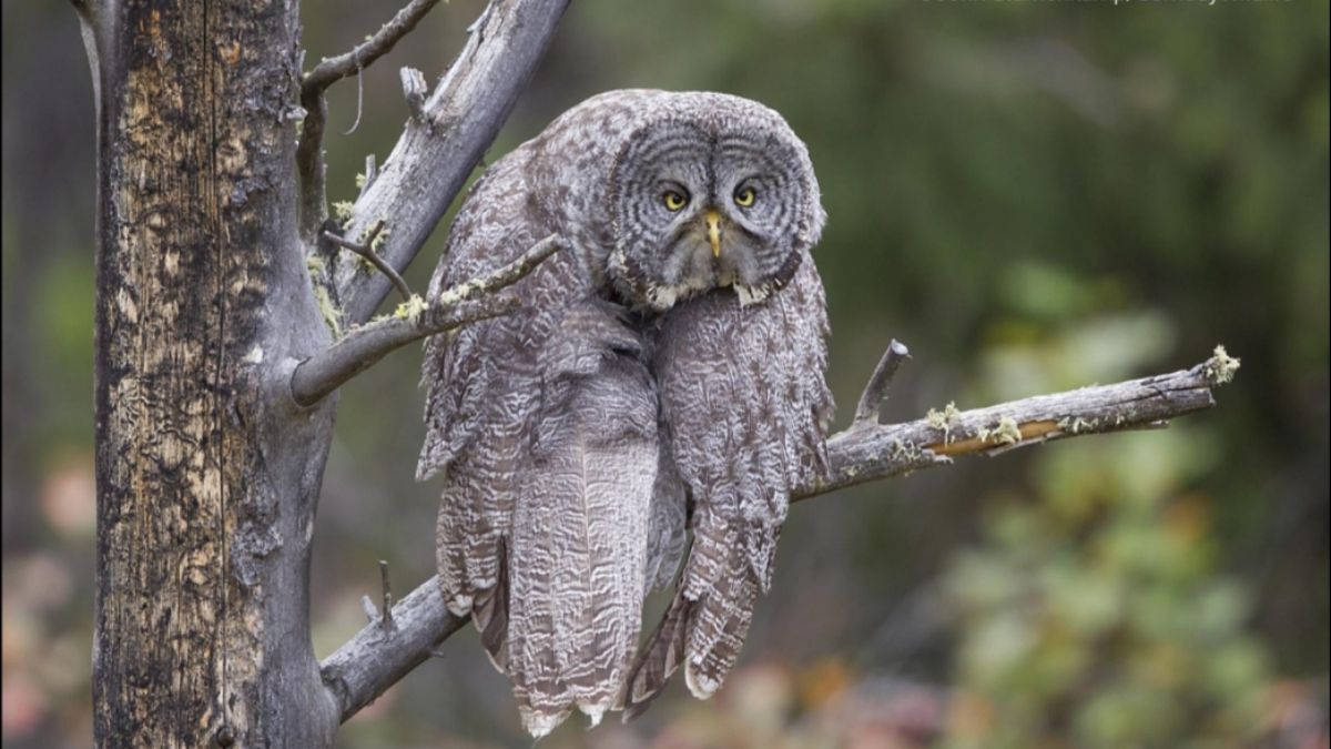 The Monday Morning Owl Funny Animal Photo