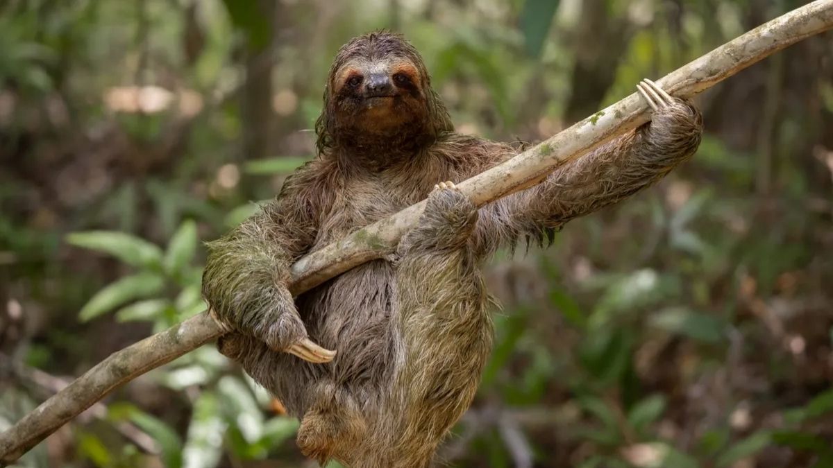 The Smiling Sloth Funny Animal Photo