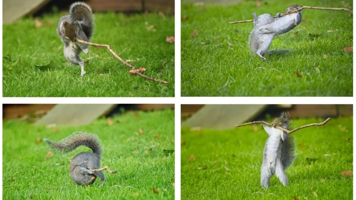 The Synchronized Squirrels Funny Animal Photo