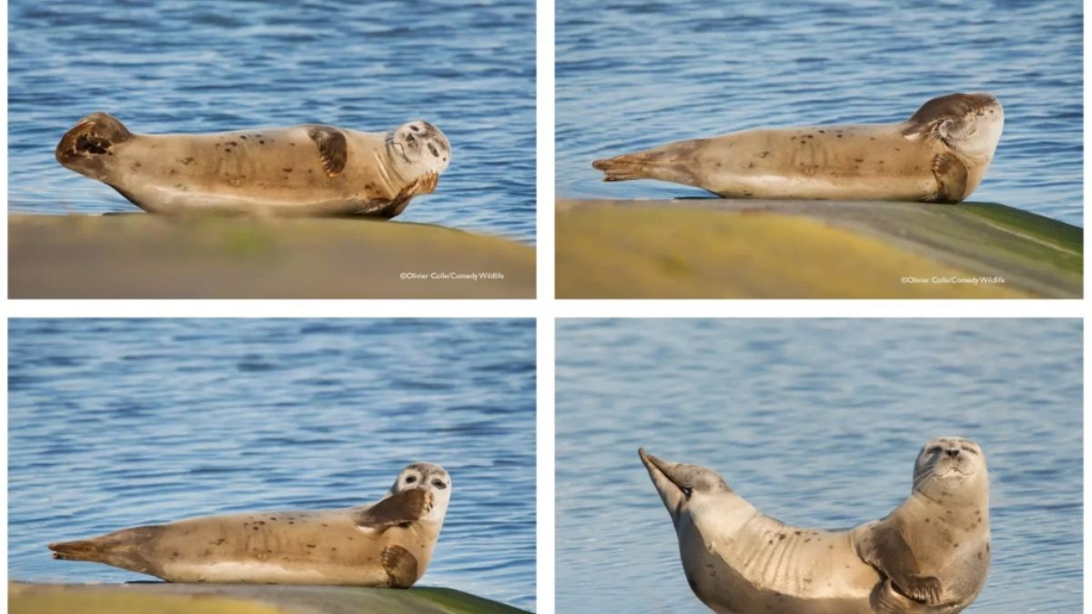 The Talk to the Hand Seal Funny Animal Photo