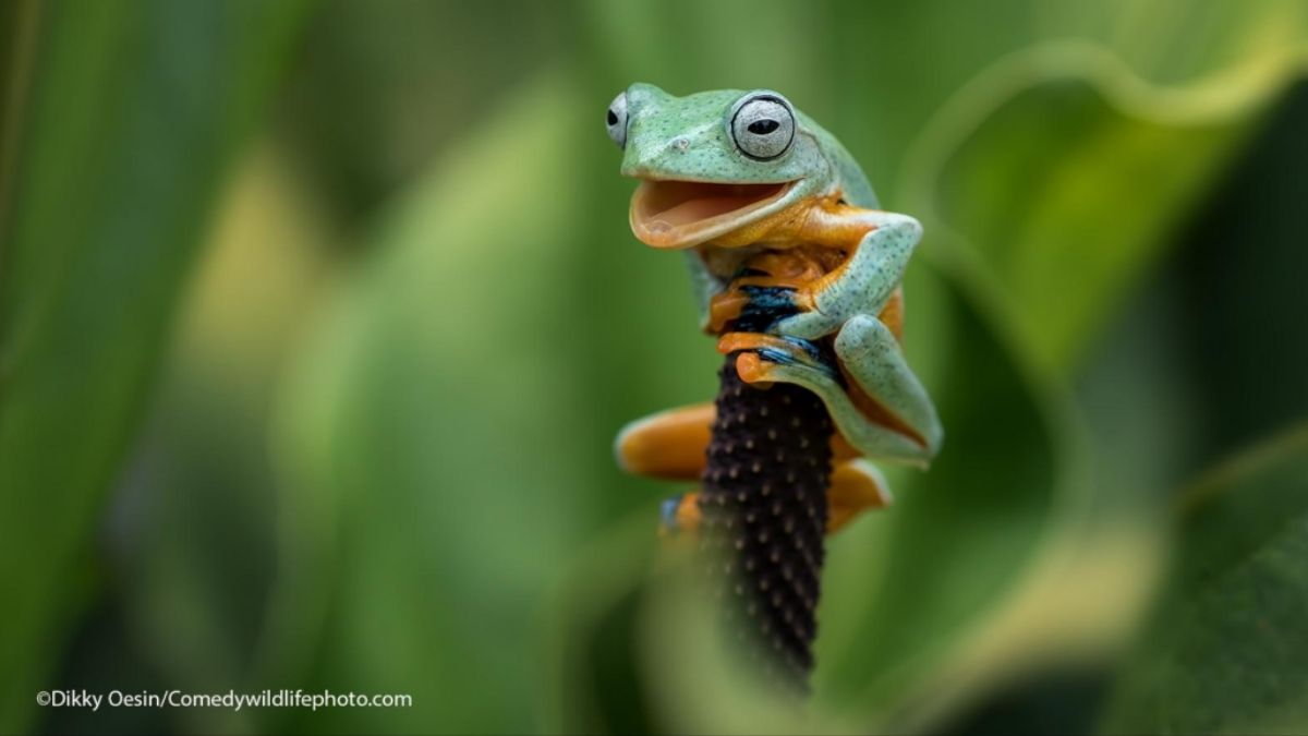 The Talkative Frog Funny Animal Photo