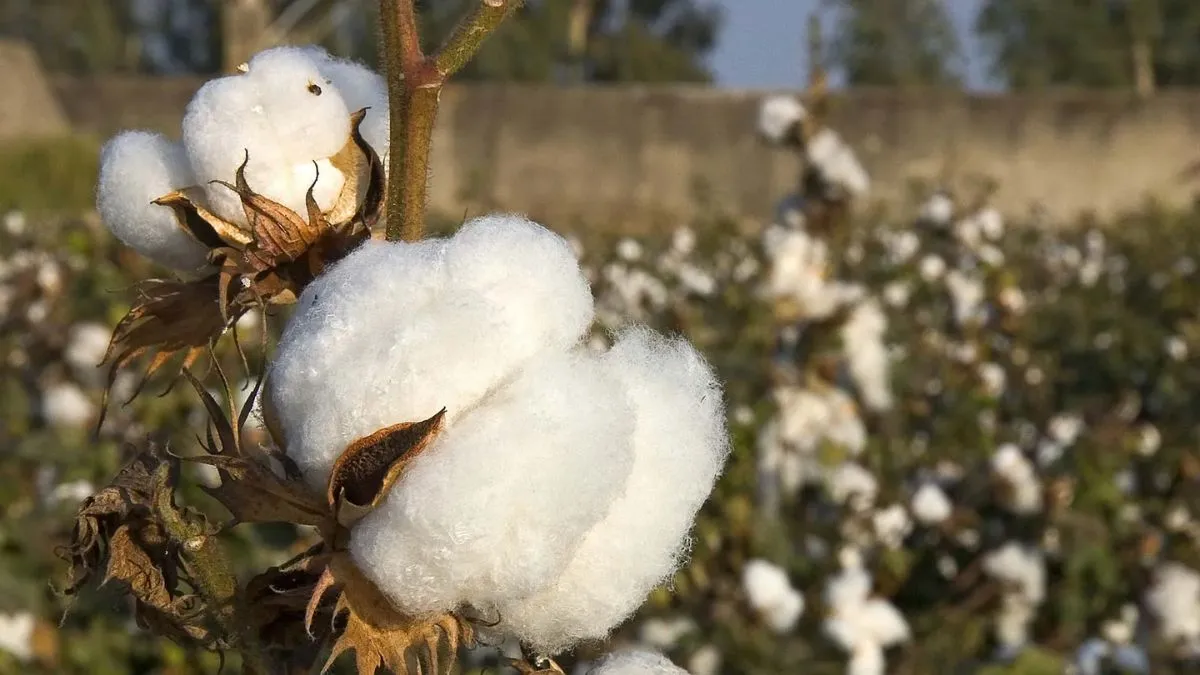 Cotton Production in India 2026