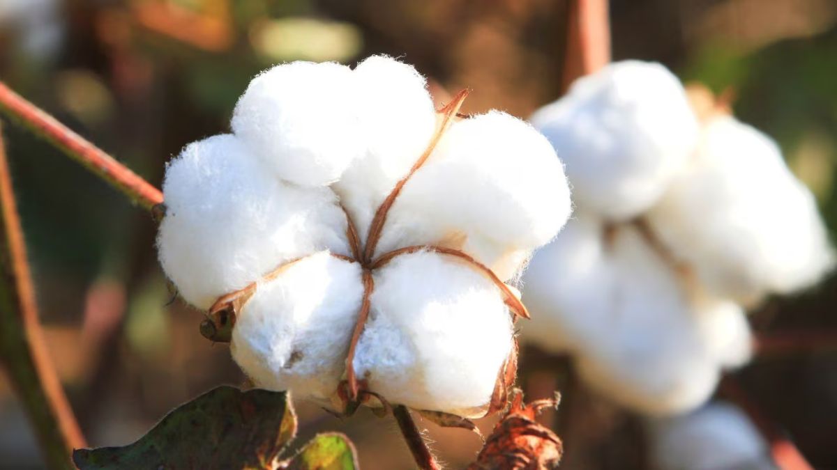 cotton-producing-states-in-india
