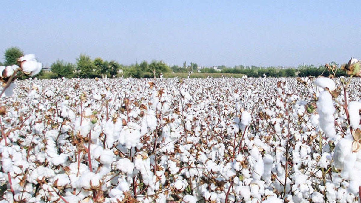 cotton-production-in-india