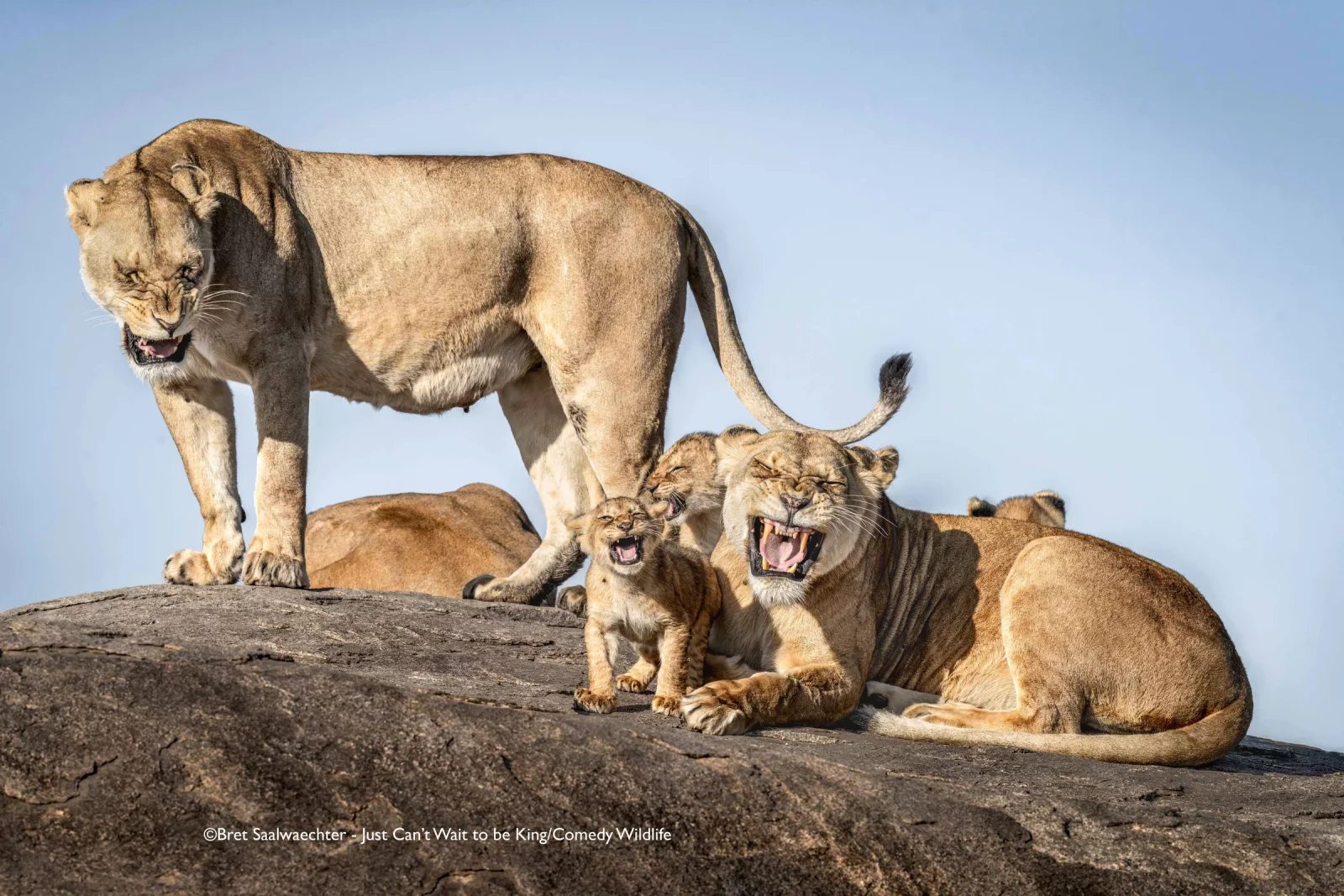 lionss