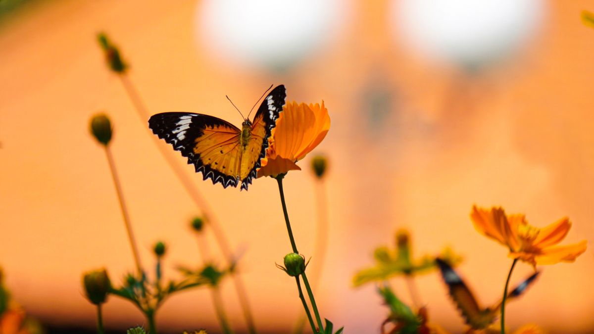 beautiful butterflies