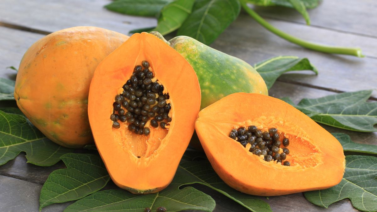 largest papaya producer