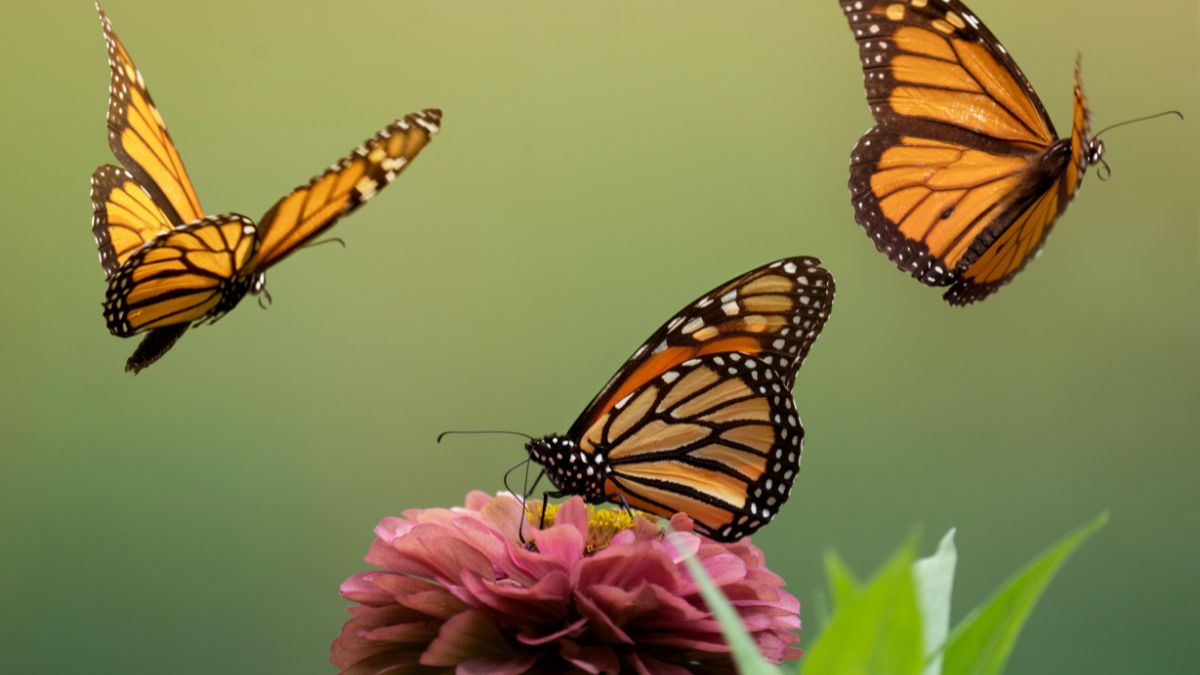 valley of butterflies
