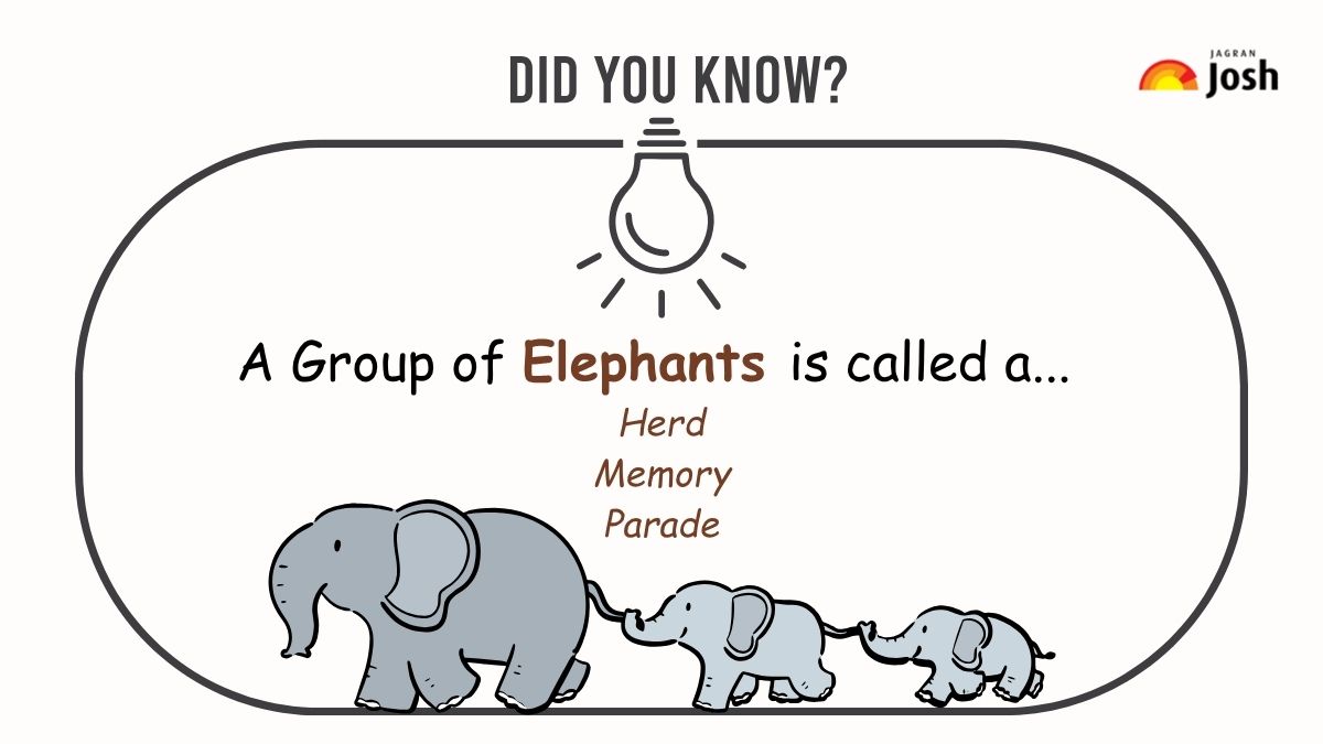 a group of elephants is called