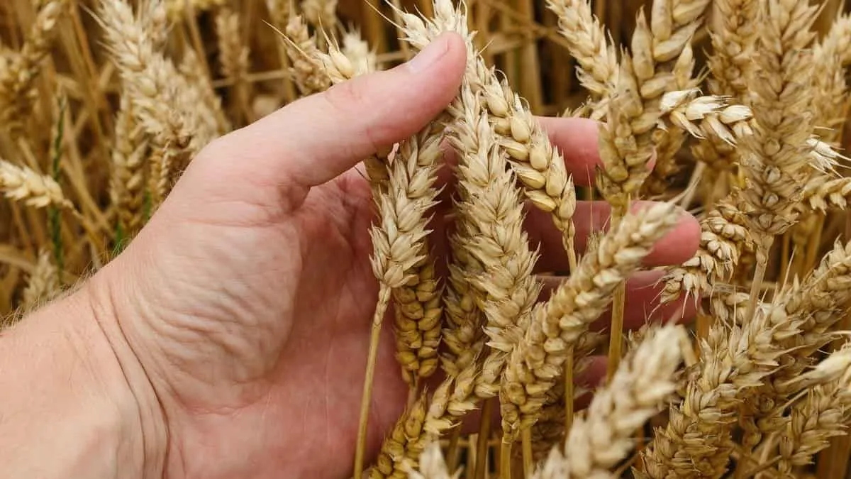 Wheat Production in India 2026