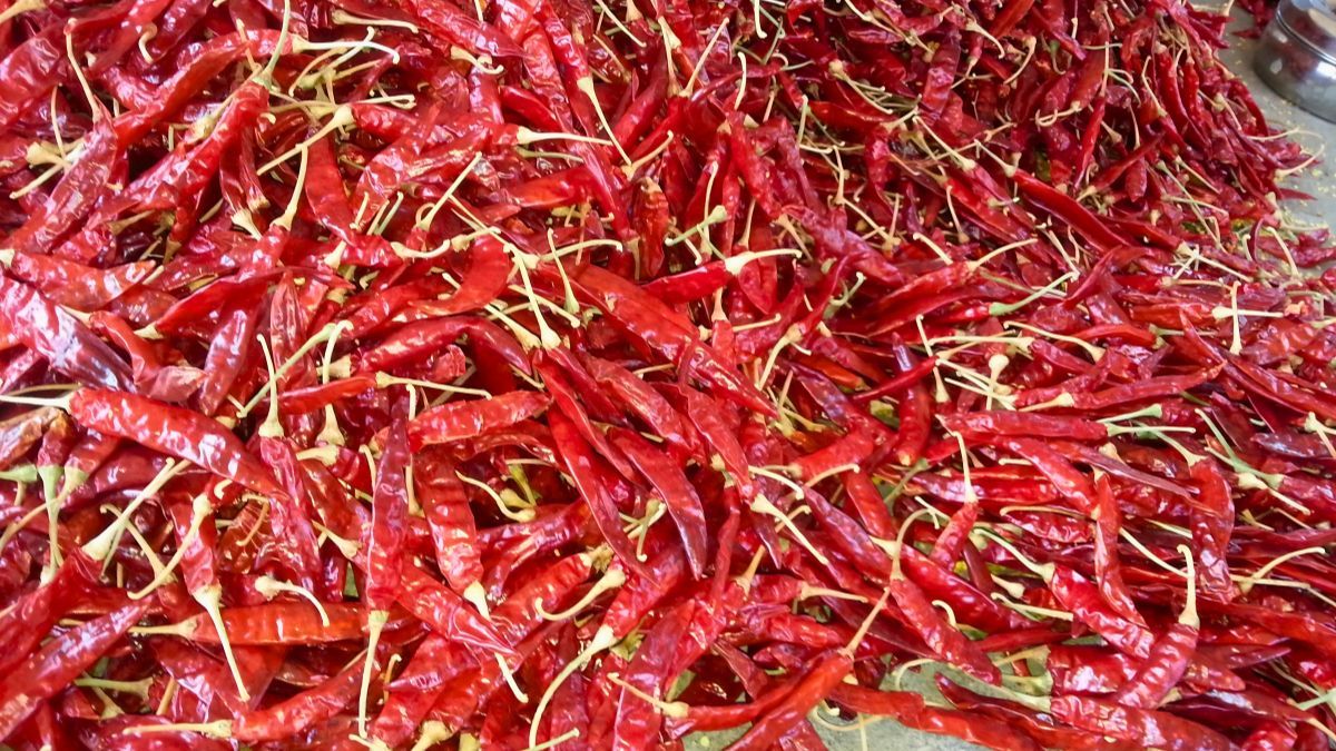 Guntur Sannam Chilli