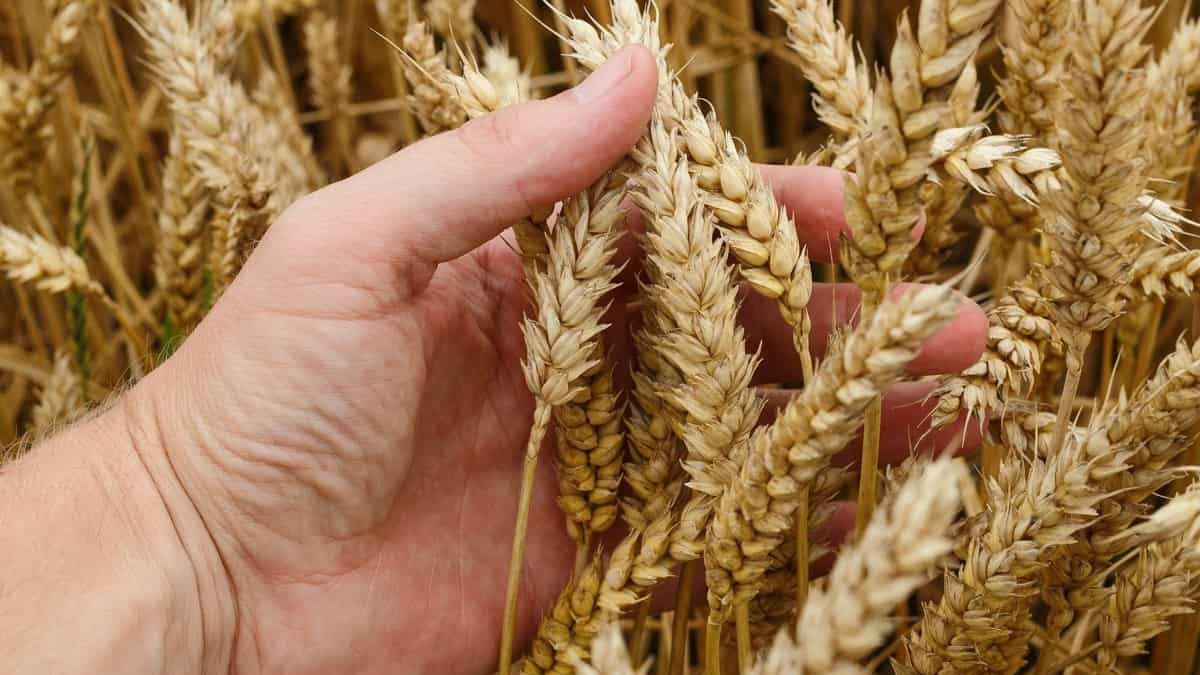 wheat-production-india