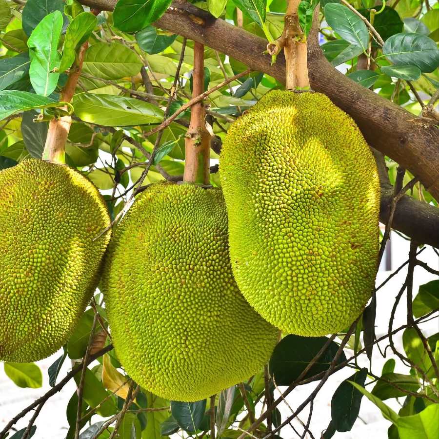 jackfruit