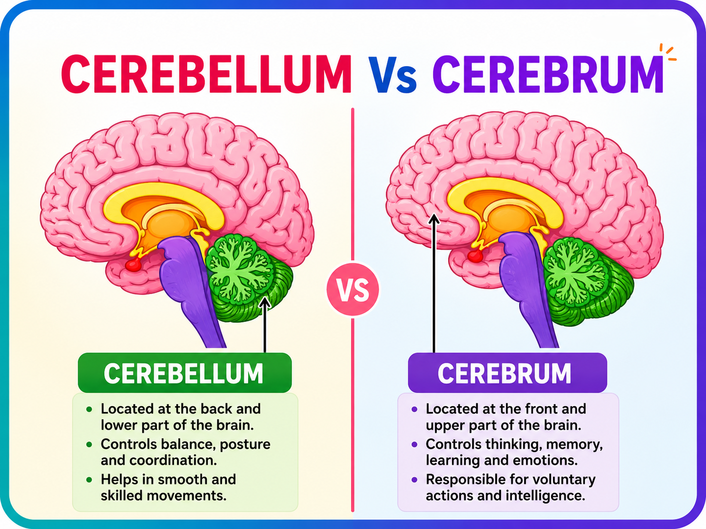 what-is-the-difference-between-cerebrum-and-cerebellum-infographic