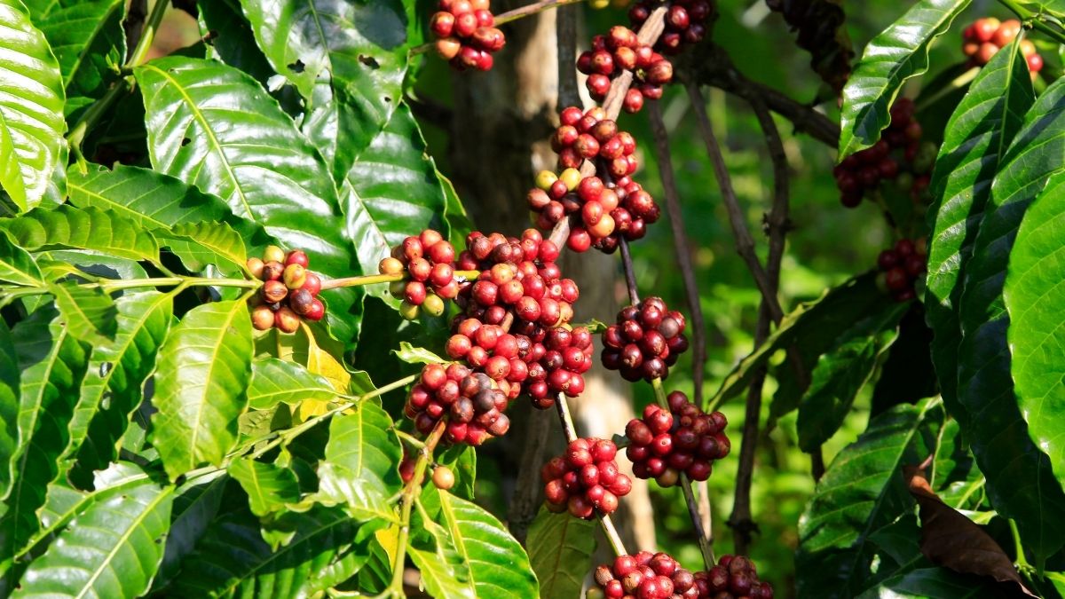 Scientific name of Coffee (2)