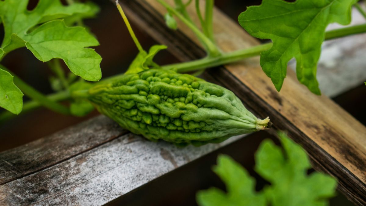 karela