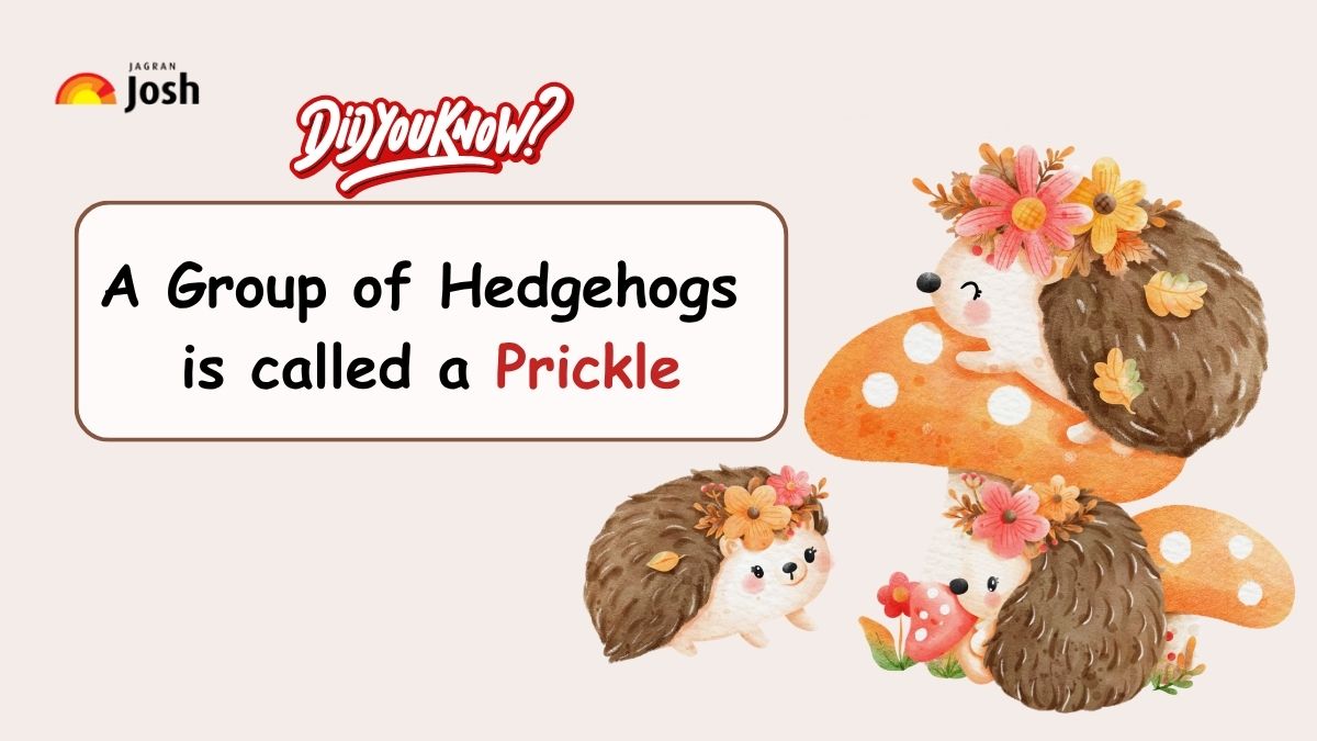 A group of Hedgehogs is called